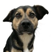 Jiny Bürohund Jiny